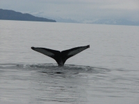 A Whale Tail